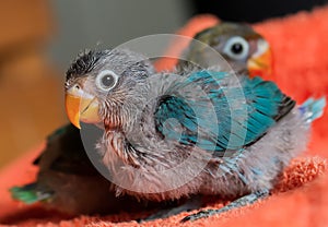 Two baby blue lovebirds with red beak on orange clothes