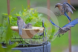 Two baby Bluebirds fly away from the nest as two others take a bath.