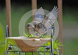 Two baby Bluebirds try to figure out the water dish.