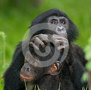 Two baby Bonobo sitting on the grass. Democratic Republic of Congo. Lola Ya BONOBO National Park. photo