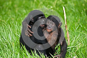Two baby Bonobo sitting on the grass. Democratic Republic of Congo. Lola Ya BONOBO National Park. photo