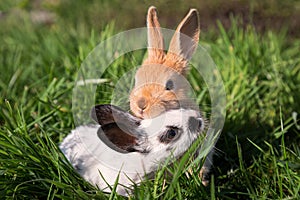 Two Baby Bunnies Playing on Green Grass