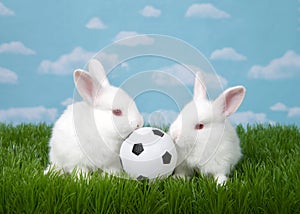 Two baby bunnies with soccer ball in grass