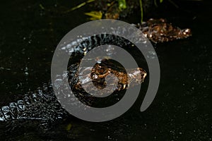 Two baby caimans with faces above the water in the river