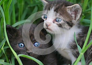 Two baby cats in the grass photo