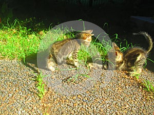 Two baby cats play in the garden