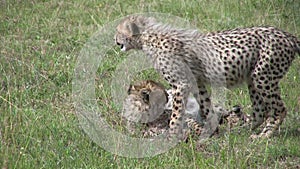 Two baby cheetahs grooming each other
