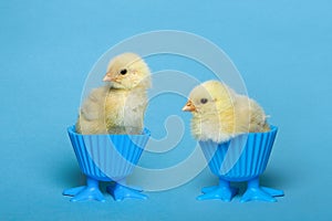 Two baby chicken in blue egg holders on a blue background