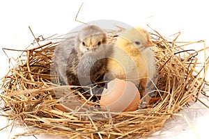 Two baby chicken with broken eggshell in the straw nest on white background