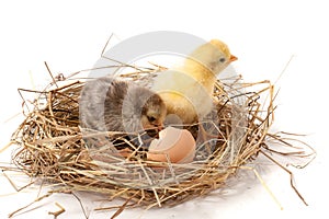 two baby chicken with broken eggshell in the straw nest on white background