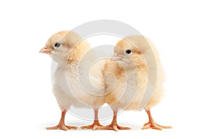 Two baby chicks isolated on white photo