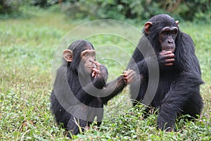 Two baby Chimpanzees
