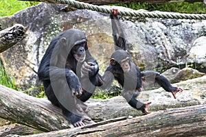 Two baby Chimpanzees playing