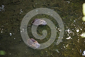 Two baby cubs nutria in Ricansky brook in Uhrineves, Prague in Czech republic