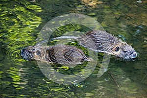 Two baby cubs nutria in Ricansky brook in Uhrineves, Prague in Czech republic