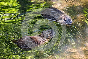 Two baby cubs nutria in Ricansky brook in Uhrineves, Prague in Czech republic