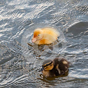 Two baby ducks duckling swimming in the water square
