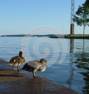 Two baby ducks near riverside
