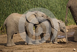Two Baby elephant at water hole
