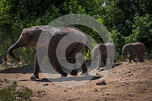 Two baby elephants following mother through bushes