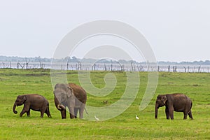 Two Baby elephants with mother and savanna birds on a green field relaxing. Concept of animal care, travel and wildlife