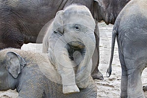 Two baby elephants playing