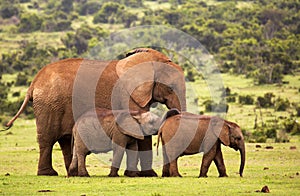 Two baby elephants resting with a female elephant