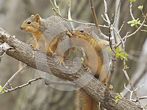 Two baby fox squirrels