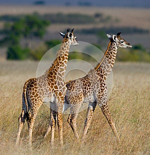 Two baby giraffe in savanna. Kenya. Tanzania. East Africa.