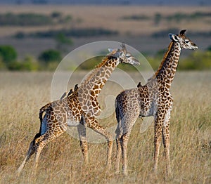 Two baby giraffe in savanna. Kenya. Tanzania. East Africa.