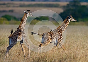 Two baby giraffe in savanna. Kenya. Tanzania. East Africa.