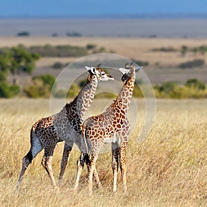 Two baby giraffe walk on the savannah