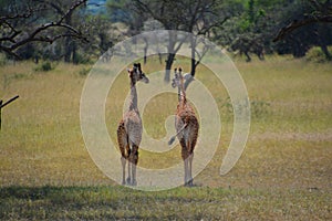 Two baby Giraffes on the plains in Africa