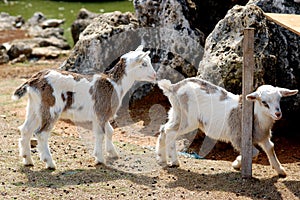 Two Baby Goats