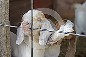 Two baby goats bite on anything handy.