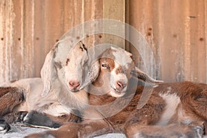Two baby goats cuddle.