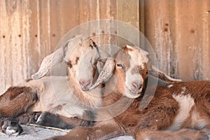 Two baby goats cuddle.