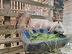 Two baby goats eat grass from a pen in the city of Blitar, East Java
