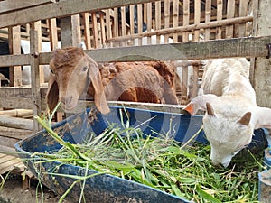 Two baby goats eat grass from a pen in the city of Blitar, East Java
