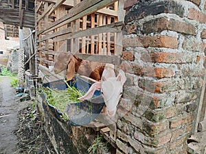 Two baby goats are greedily eating grass from a pen in the city of Blitar, East Java