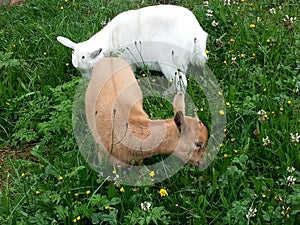 Two baby goats