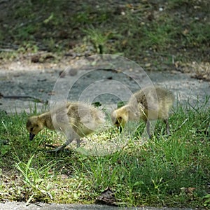 Two baby Goslings.