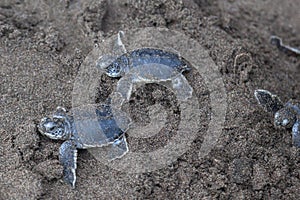 Two Baby green turtles on the beach in Costa Rica