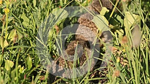 Two baby ground squirrels snuggling in summer grass