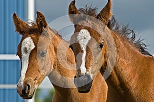 Due un bambino cavalli 