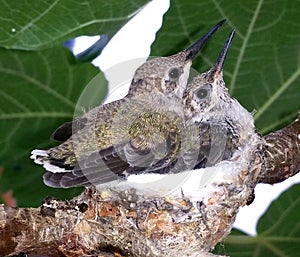 Two Baby Hummingbirds