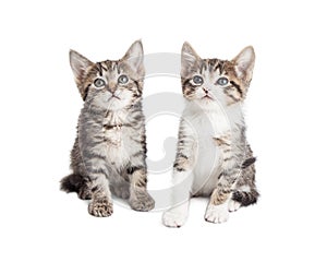 Two baby kittens over white background