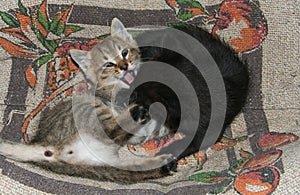 Two baby kittens playing and fighting