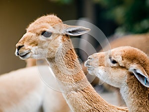 Two baby lamas