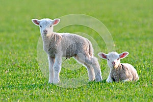 Two baby lambs